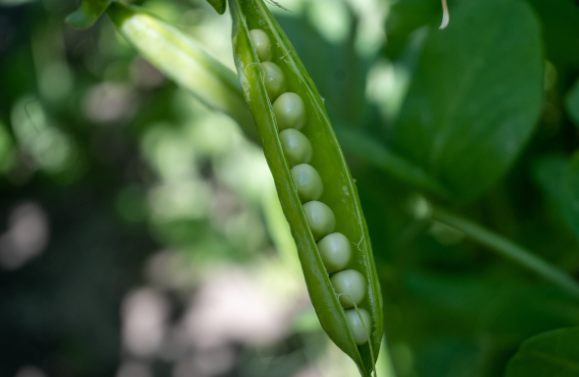 Роспотребнадзор рассказал о пользе свежего гороха для здоровья и настроения