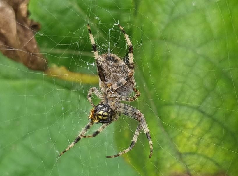 Энтомолог Гомыранов оценил возможность нашествия больших пауков в Москве