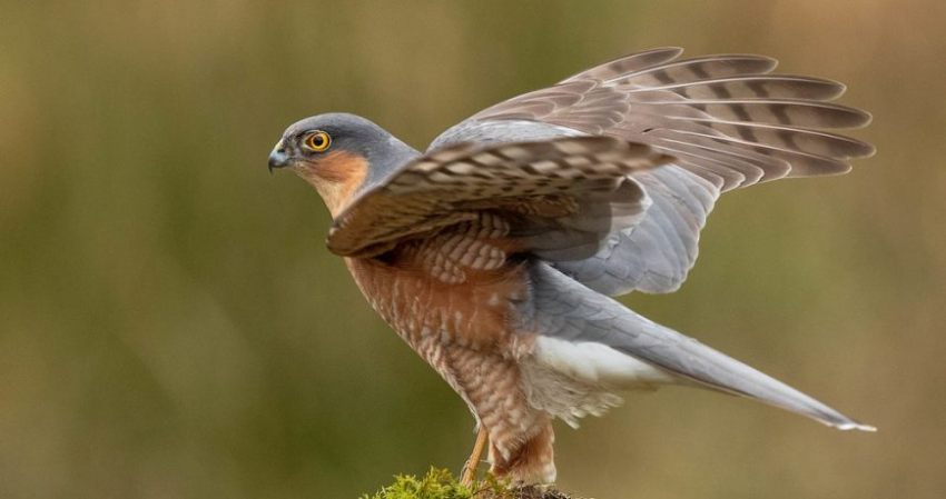 Запреты и приметы церковного праздника 3 июля: почему святого мученика Мефодия Патарского, Олимпийского, епископа прозвали на Руси Перепелятником