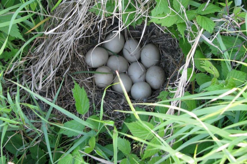 Эксперт Роспотребнадзора Раева оценила риски заражения сальмонеллой от яиц водоплавающих птиц