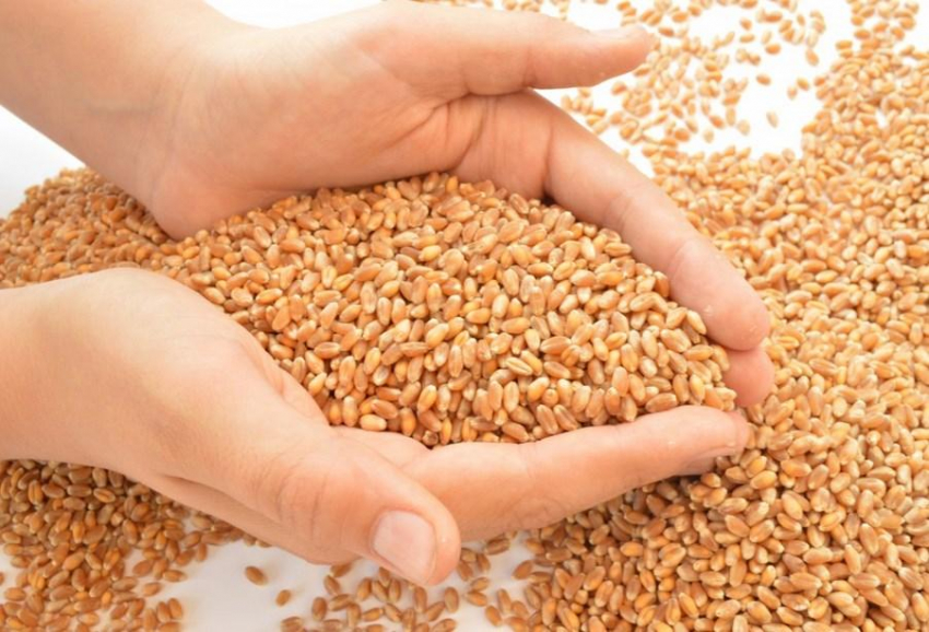 Эксперты назвали политически отыгравшей свое зерновую сделку
