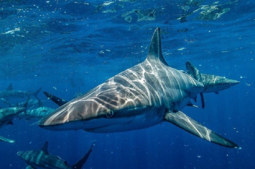 В Сети опубликовали кадры, на которых акула появилась среди туристов у берега Флориды