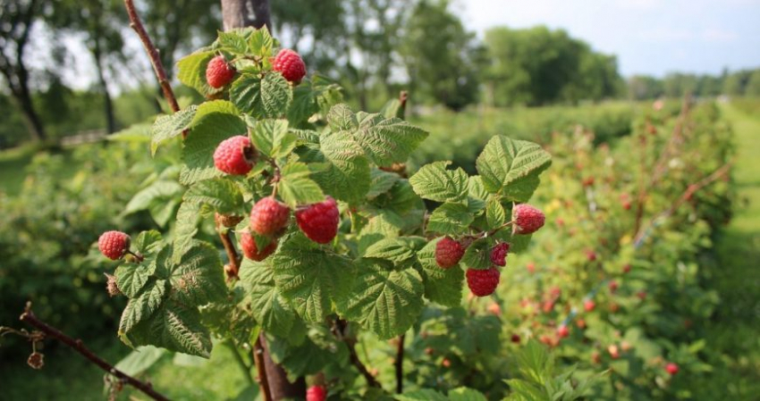 Значение старинных примет в праздник 14 июля 2023 года, строгие запреты дня