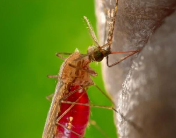 В Роспотребнадзоре перечислили способы защиты от лихорадки Западного Нила