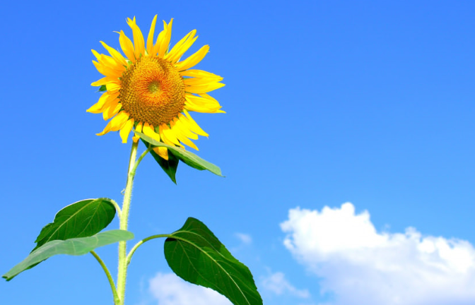 Фермер из Канзаса поразил жену миллионом подсолнухов в честь золотой годовщины свадьбы