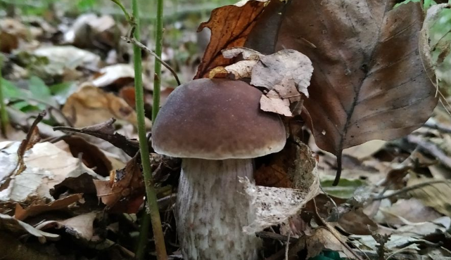 В Еврейской автономной области найден 13-летний подросток, пропавший при сборе грибов