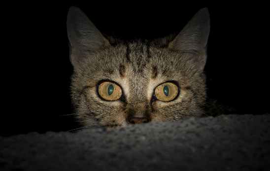 В Ростовской области ищут неизвестного мужчину, изнасиловавшего кота