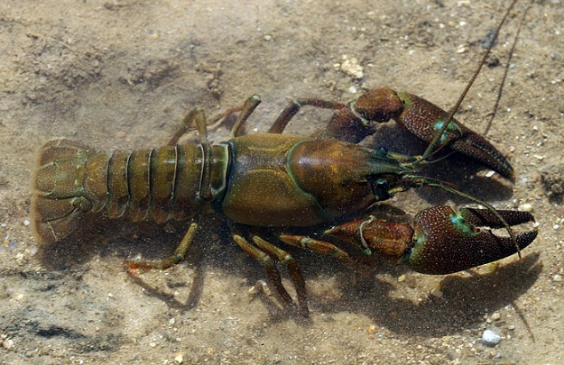 В Геленджике раки расползлись по дороге после ДТП с перевозившим их грузовиком