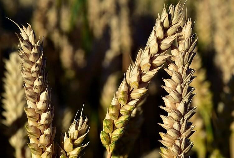 Bloomberg: Россия досмотром сухогруза спровоцировала рост цен на пшеницу