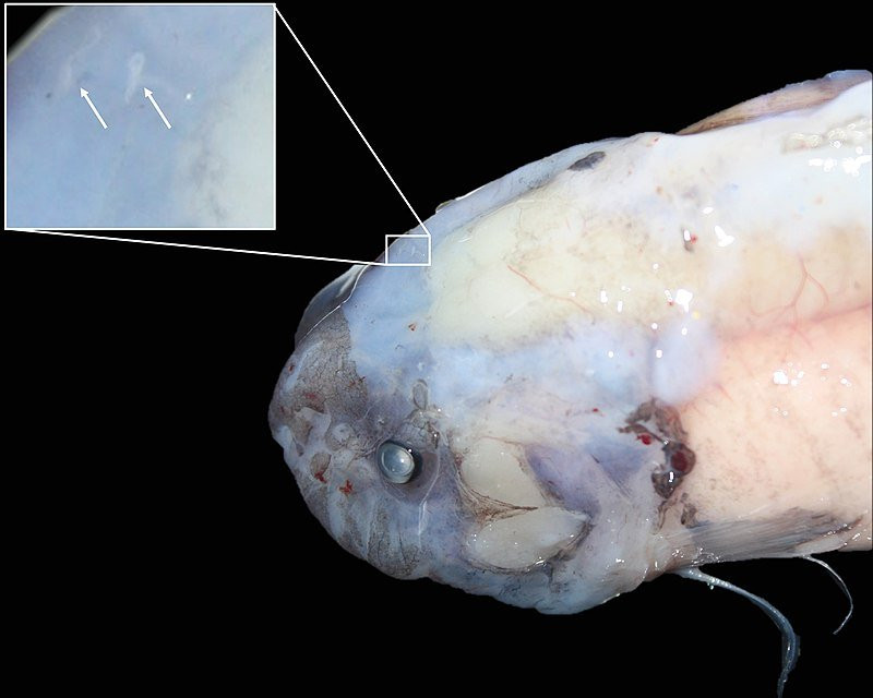 В Сети опубликованы фото 5 самых жутких морских обитателей