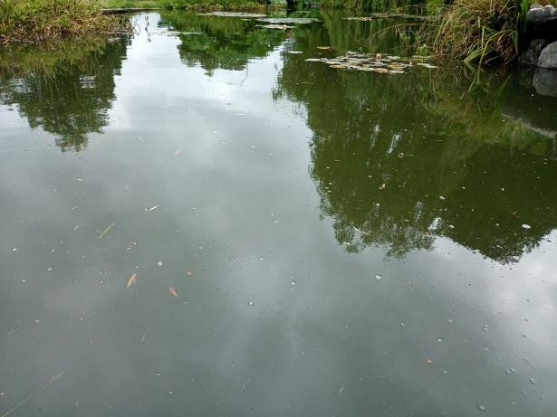 В Нижнем Тагиле женщина утонула в городском пруду у отеля Demidov Plaza