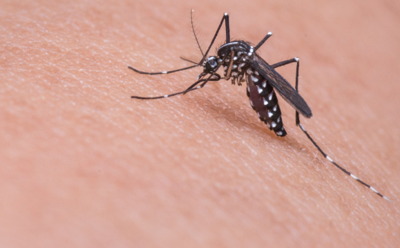 Ученый Марьинский описал вариант использования комаров в виде биологического оружия