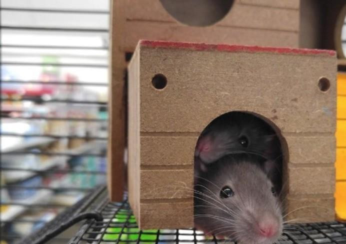 Jneurosci: Учёные из США обнаружили клетки мозга, которые позволяют обходиться без сна