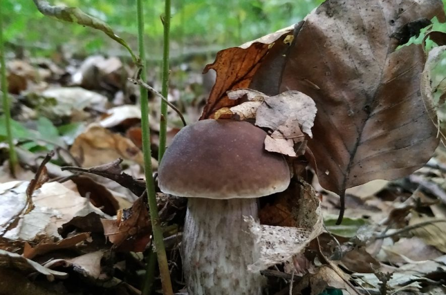 Валерий Кипелов сохраняет молодость при помощи грибов