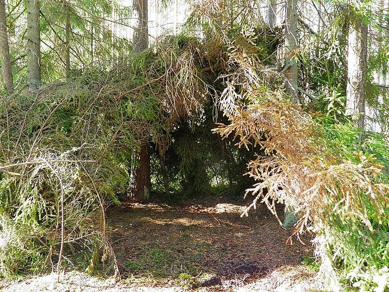 На Алтае 82-летняя пенсионерка с 6-летней внучкой потерялись в лесу и провели там ночь