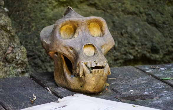 Сделанная в Турции находка ставит под сомнение теорию происхождения человека