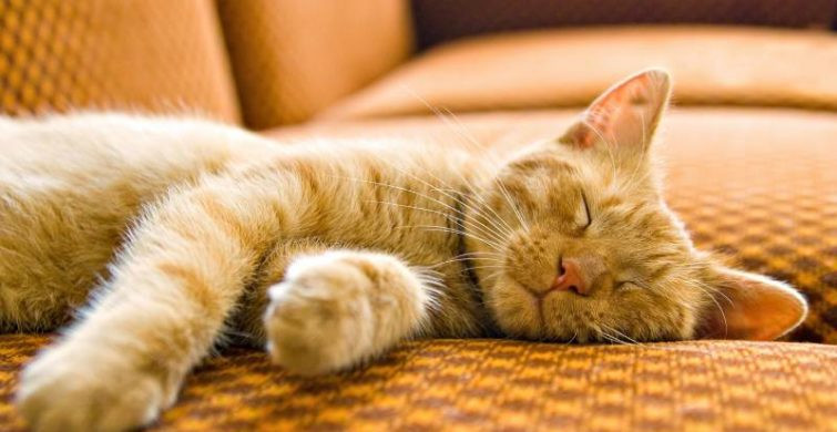 Как кот выбирает место для сна и почему это играет важную роль в энергетике квартиры