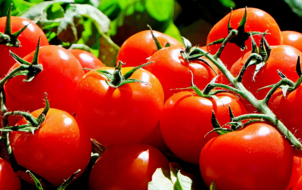 Врач Кутушов объяснил вред помидоров для организма