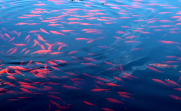 На Камчатке сообщили о сокращении браконьерского вылова красной рыбы