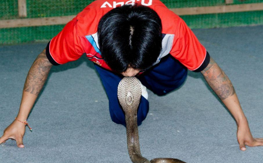 В Индонезии кобра вцепилась в нос заклинателя змей во время представления