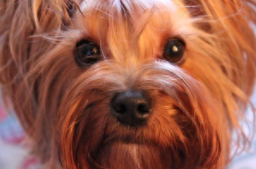 В Екатеринбурге эскалатор в ТЦ едва не убил домашнюю собаку