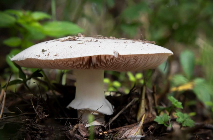 Гастроэнтеролог Герасименко назвала токсичными собранные вдоль трасс грибы