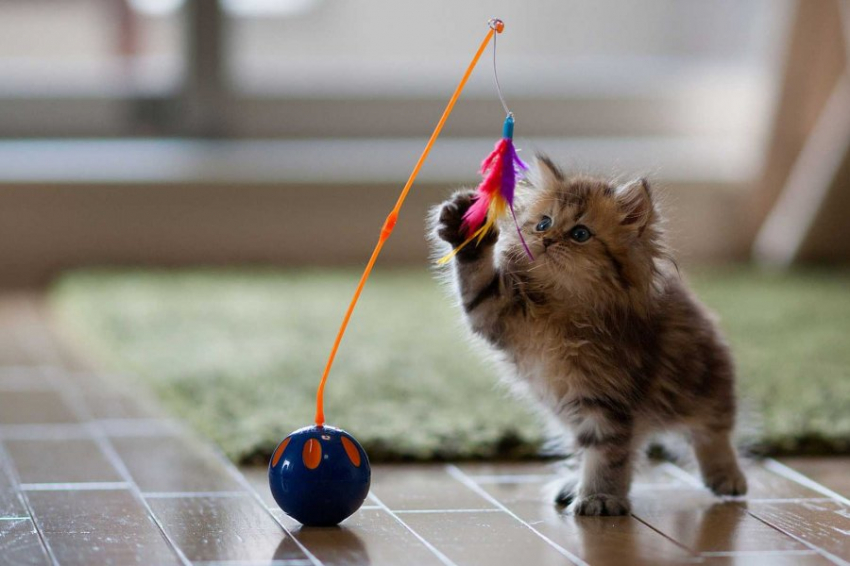 Ветеринар Чернышова посоветовала не угощать котов во Всемирный день кошек