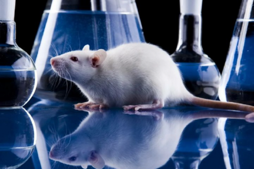 USA TODAY: В подпольной биолаборатории в Калифорнии обнаружили ковидных мышей