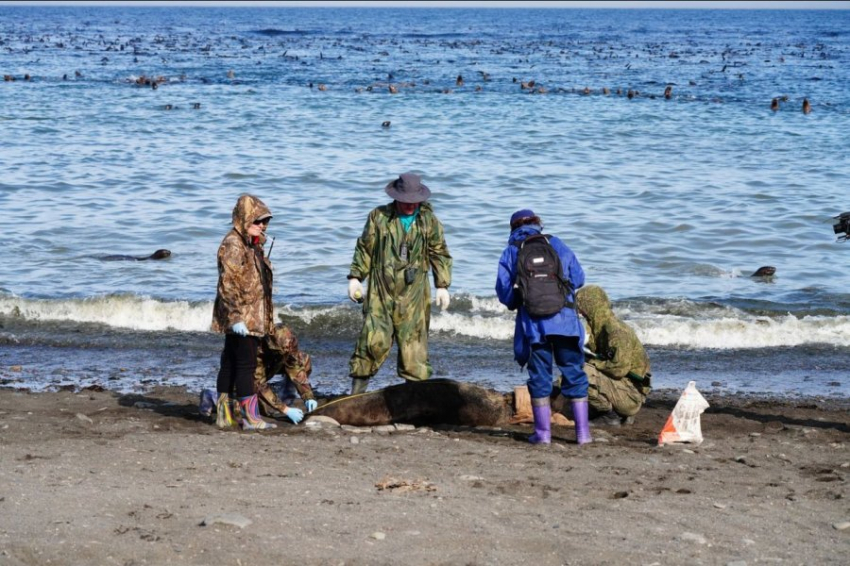 Тюлень с отрезанной головой пришел за помощью к сахалинцам