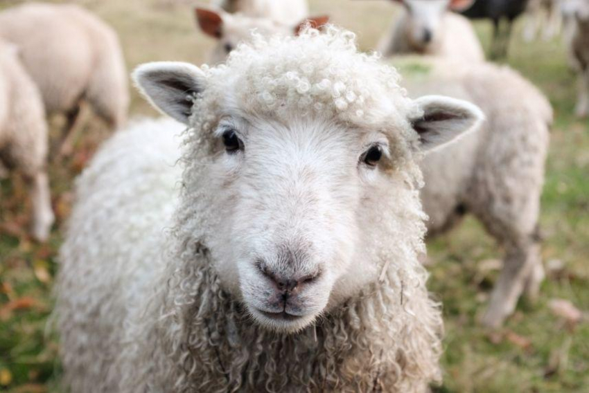 В Челябинской области на трассе М5 водители раздавили стадо баранов