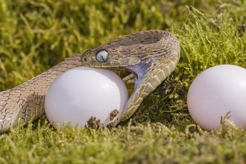 Journal of Zoology: В США нашли самую прожорливую змею в мире