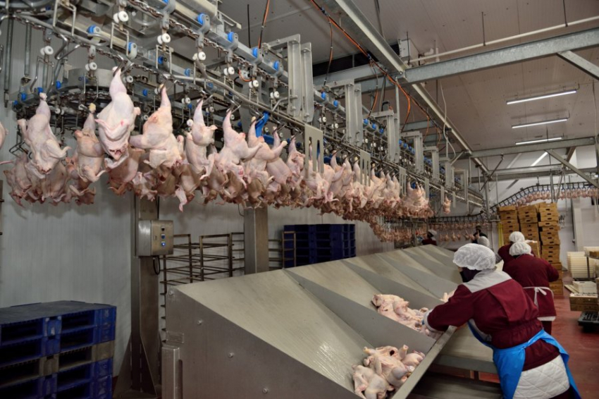 Китай закрыл свой рынок для продукции четырех российских птицефабрик