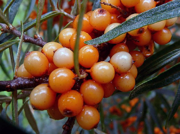 Что закрывают на зиму в сентябре: лучшая осенняя сезонная консервация