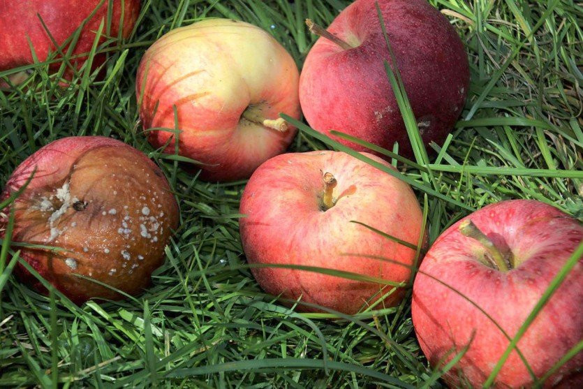 Куда девать опавшие яблоки: превращаем сад и огород в безотходное производство