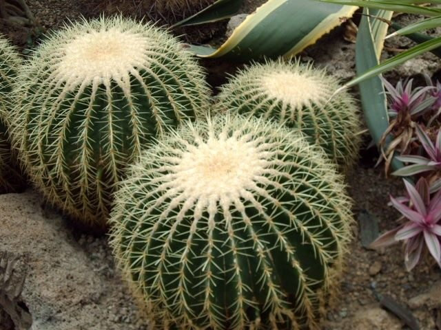 Какие цветы приносят в дом беду, а какие — счастье: 15 неоднозначных растений