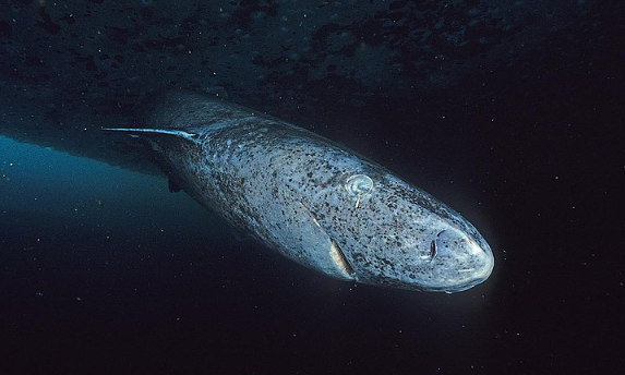 Редкая акула-долгожитель неожиданно всплыла на поверхность в Карибском море