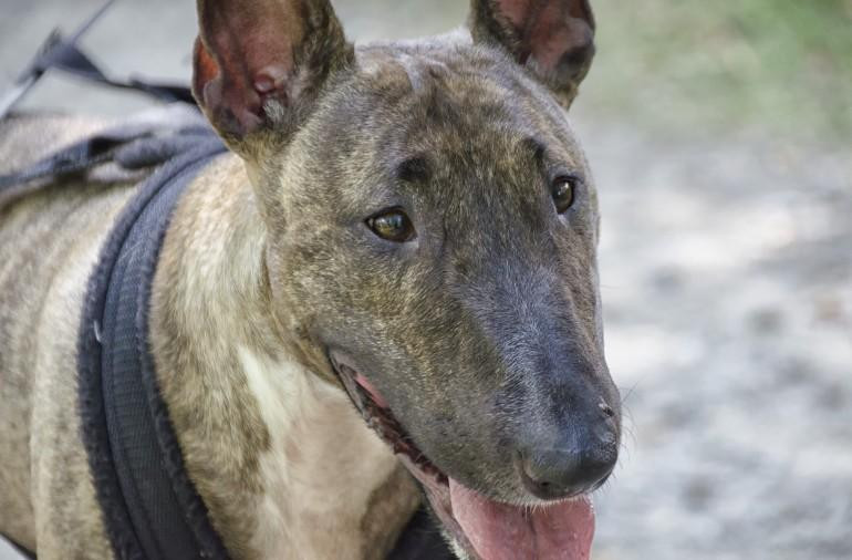 В Сочи бойцовские собаки без намордников искусали хозяина и напали на пенсионерку