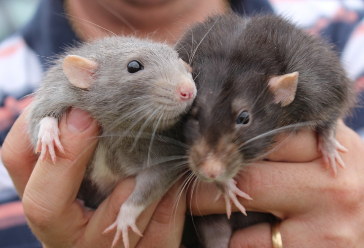 Крупный британский город атаковали крысы размером с чихуахуа