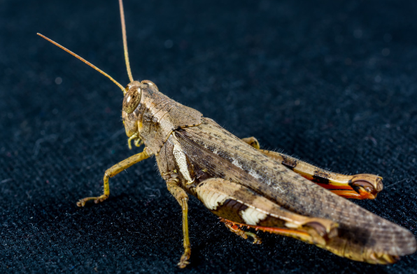 Science: Хитин в пище поможет в борьбе с ожирением