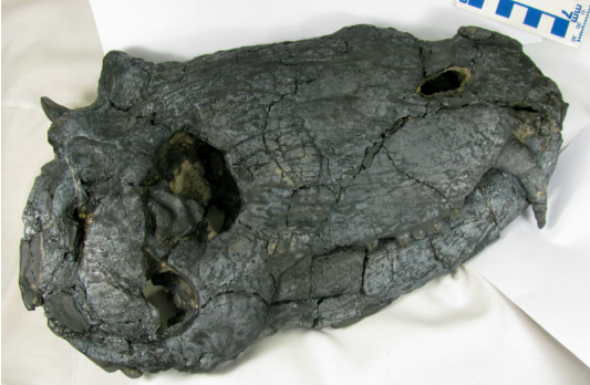 В Бразилии нашли останки самого крупного древнего хищника на Земле