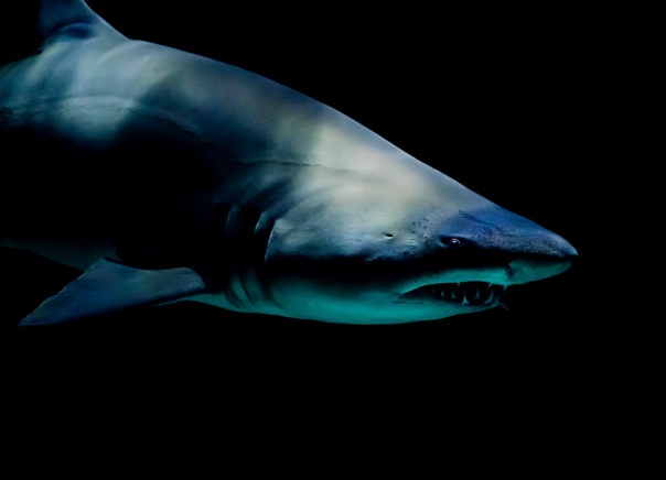 В США акула набросилась на серфера и укусила за лицо