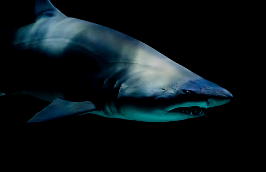 В Приморье отдыхающие поймали акулу на пляже