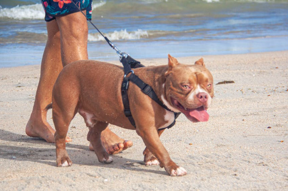 В Великобритании запретят новую породу собак после смертельного нападения на пенсионера