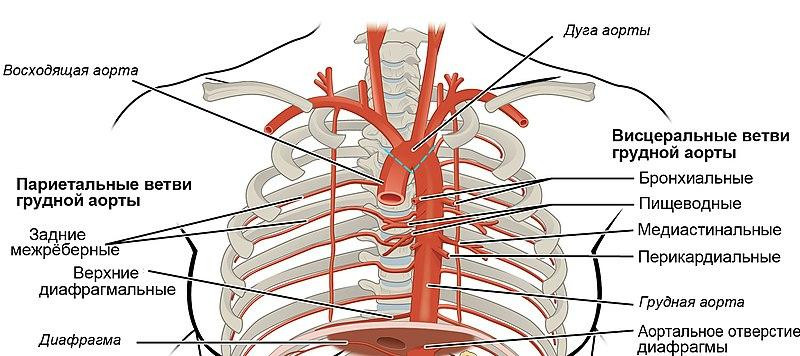 Профессор Олег Аверков рассказал о методах сохранить здоровье сосудов