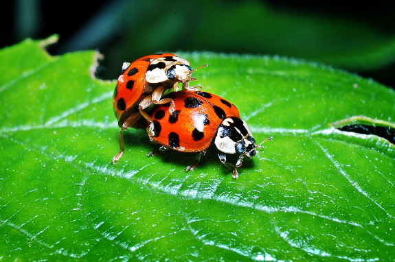 Сексолог Френч назвала оптимальную продолжительность полового акта