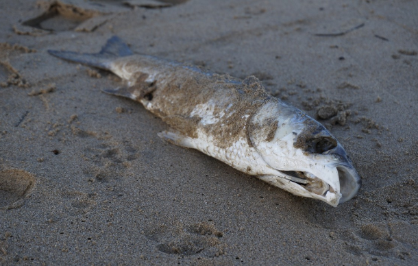 В Новосибирске на берег выбросило мертвую рыбу