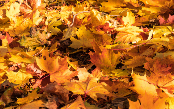 Врач Немальцева рассказала об опасности опавшей листвы для здоровья