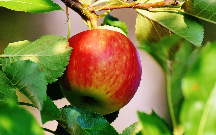 Гастроэнтеролог Картаева рассказала, полезна ли шарлотка