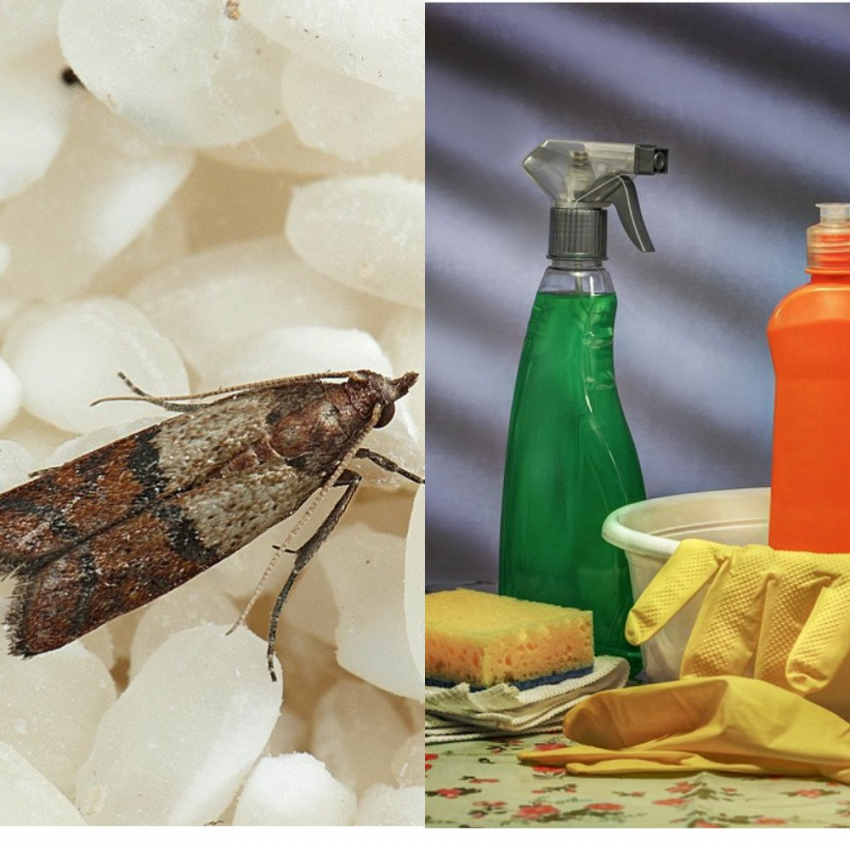 Хозяйки назвали лучшее средство от пищевой моли: навсегда улетит