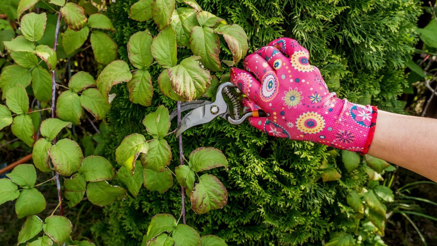 Уход за ягодами в сентябре: когда и как лучше обрезать малину